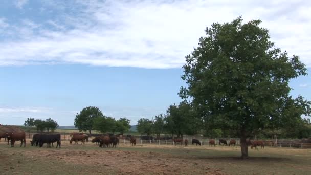 Pâturage des vaches sur le pâturage 
