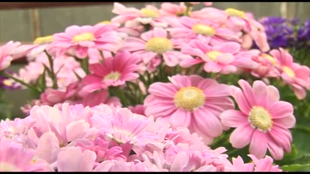 Vacker Rosa Chrysanthemum Blommor — Stockvideo