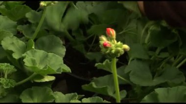 El bahçıvan yaprakları kırmızı ıtır çiçek seçer