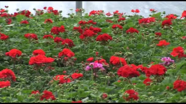 Röd Pelargonium Blommor — Stockvideo