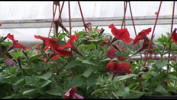 Czerwony Petunia Wiszące Doniczki — Wideo stockowe