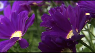 Güzel mor kasımpatı çiçekleri  