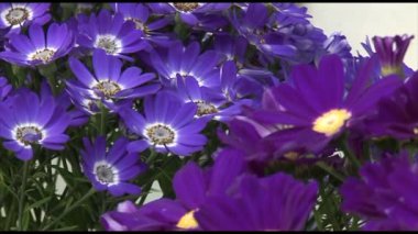 3 in 1 mor krizantem