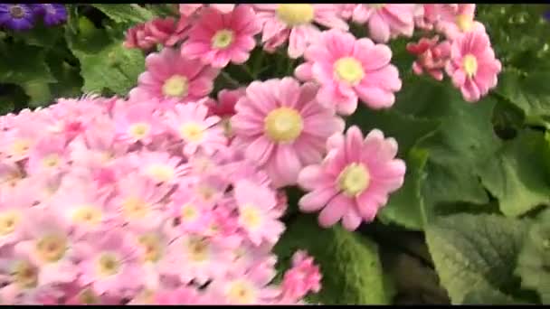 Schöne Rosa Chrysanthemenblüten — Stockvideo