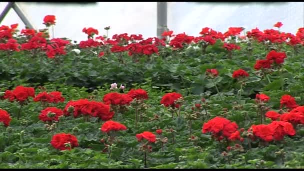 Flores Estufa — Vídeo de Stock