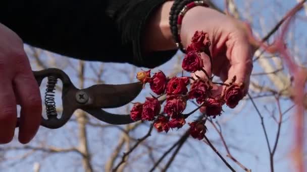 Manos Masculinas Sosteniendo Par Tijeras Cortando Rosas Rojas Secas — Vídeo de stock