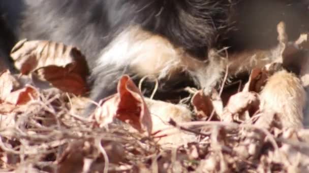 Chien 3 en 1 couché sur des feuilles sèches par une journée ensoleillée d'automne 