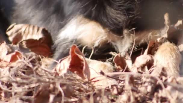 Hond Liggend Droge Bladeren Een Zonnige Herfstdag — Stockvideo