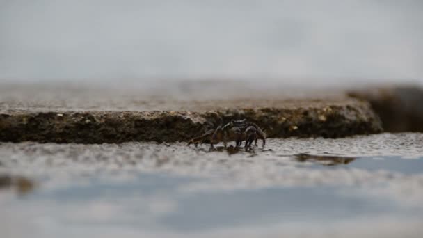 Cangrejos Rayados Alimentándose Rocas Cerca Del Mar — Vídeos de Stock