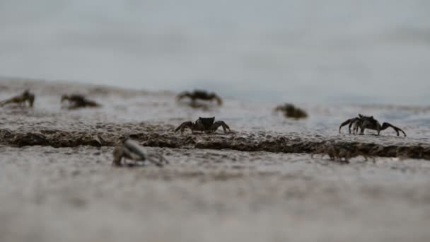 Striped Crabs Feeding Rocks Sea — Stock Video