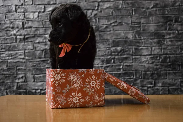 美丽的黑色小狗在一个红色的礼物盒与一个红色弓围绕脖子 — 图库照片