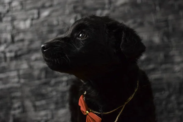Hermoso Cachorro Negro Con Lazo Rojo Alrededor Cuello — Foto de Stock