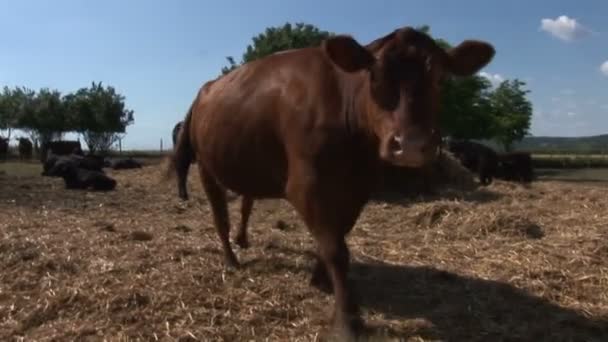 褐色母牛嗅到照相机 — 图库视频影像