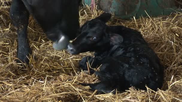 母牛母亲舔她的新生小牛 这是试图站起来 — 图库视频影像