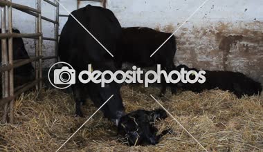 onun yeni doğan buzağı yalama inek ana