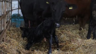 2 in 1 Anne inek ayağa kalkmaya çalışırken onun yeni doğan buzağı yalama