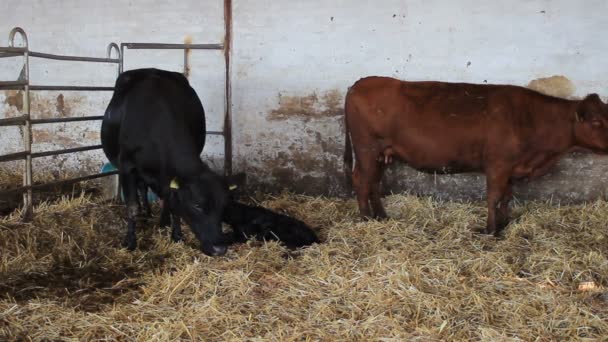 Mutterkuh Leckt Ihr Neugeborenes Kalb Das Versucht Aufzustehen — Stockvideo