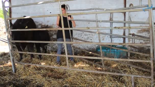 Mädchen Stall Zieht Kuh Und Kalb Aus — Stockvideo