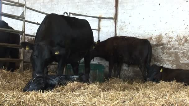 Madre Vaca Lamiendo Ternero Recién Nacido — Vídeos de Stock