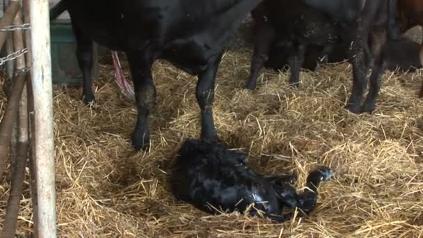 彼女の生まれたばかりの子牛を舐めている — ストック動画