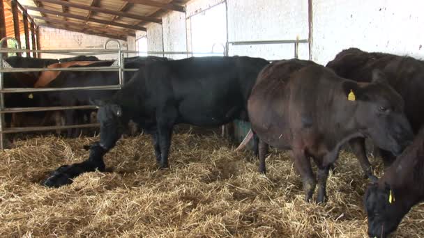 Mother Cow Licking Her Newborn Calf — Stock Video
