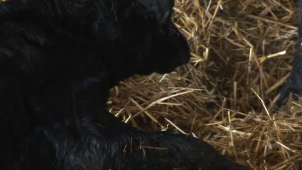 Mère Vache Lécher Son Nouveau Veau — Video