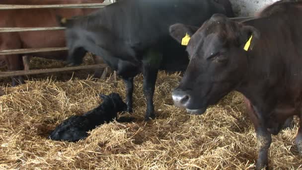 Mãe Vaca Lambendo Seu Bezerro Recém Nascido — Vídeo de Stock