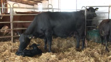 3 in 1 Anne inek onun yeni doğan buzağı yalama 