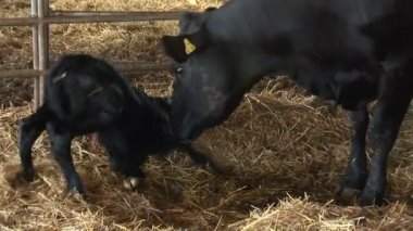 Ayağa kalkmaya çalışıyor onun yeni doğan buzağı yalama inek ana