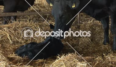 Ayağa kalkmaya çalışıyor onun yeni doğan buzağı yalama inek ana