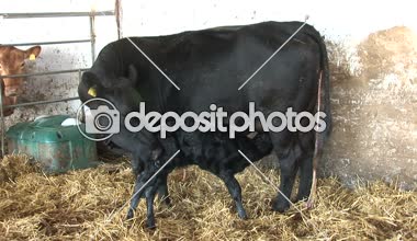 4 in 1 Anne inek yemeye çalışıyor onun yeni doğan buzağı yalama