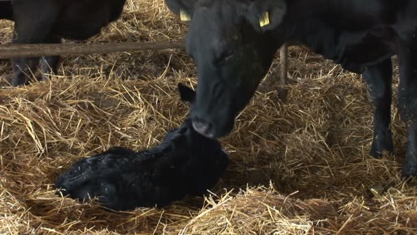 Mutterkuh Leckt Ihr Neugeborenes Kalb Das Versucht Aufzustehen — Stockvideo