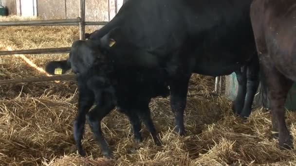 Mãe Vaca Lambendo Seu Bezerro Recém Nascido Que Está Tentando — Vídeo de Stock