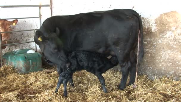 Madre Vaca Lamiendo Ternero Recién Nacido Que Está Tratando Comer — Vídeo de stock