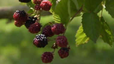 Olgun böğürtlen dalı