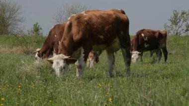 Yeşil bir çayırda otlayan inek sürüsü.