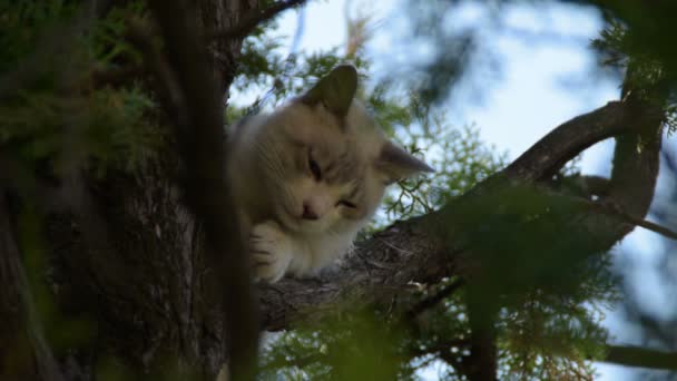 Vit Katt Som Sover Ett Träd — Stockvideo