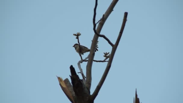 Moineau Sur Une Branche — Video