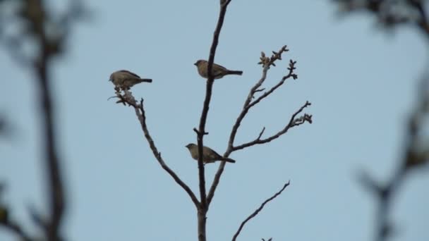 麻雀在树枝上 — 图库视频影像