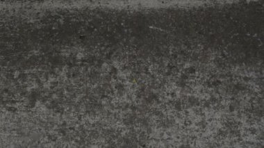 stop motion - güzel houseleeks, empervivum çiçek ve beyaz bir saksı içinde kırmızı çiçekli dekoratif kaktüs