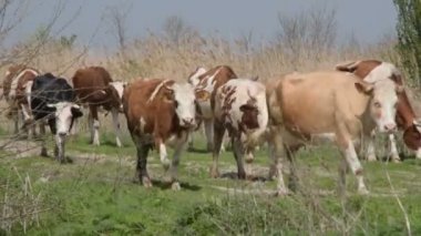 Ülke yolda yürürken sürüye inek