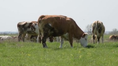 Yeşil bir çayırda otlayan inek sürüsü.