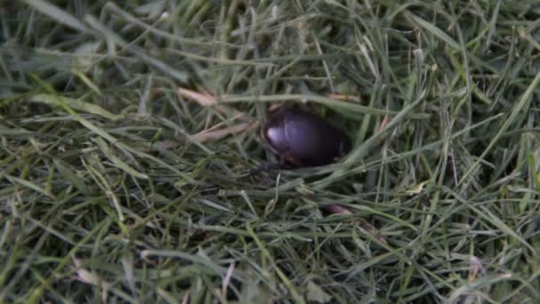 Dung Beetle Geotrupes Stercorarius Black Bug Gras — Stockvideo