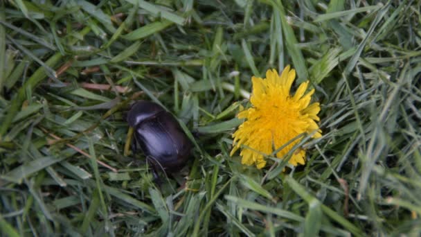 Dung Beetle Geotrupks Stercorarius Чорний Жук Траві Біля Кульбаби — стокове відео