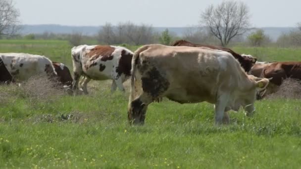 Eine Herde Kühe Weidet Auf Einer Grünen Wiese — Stockvideo