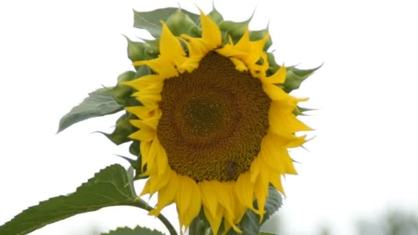 Sunflower Wind — Stock Video