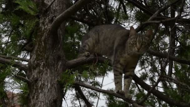 Tabby Kot Drzewie — Wideo stockowe