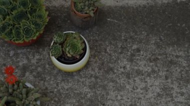 stop motion - güzel houseleeks, empervivum çiçek ve beyaz bir saksı içinde kırmızı çiçekli dekoratif kaktüs