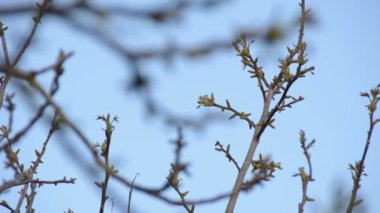 ceviz bahar genç dallarında
