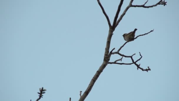 Sparrow Branch — Stock Video